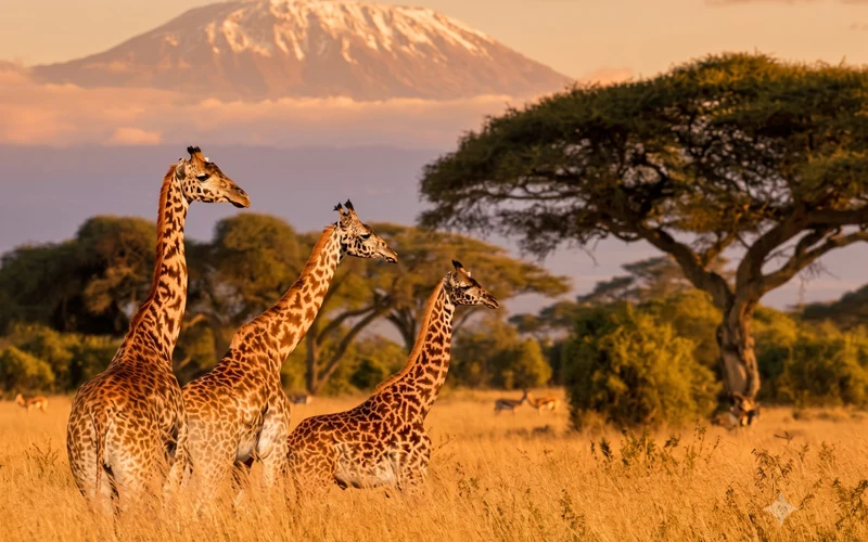 Safari: Lo Mejor de Tanzania